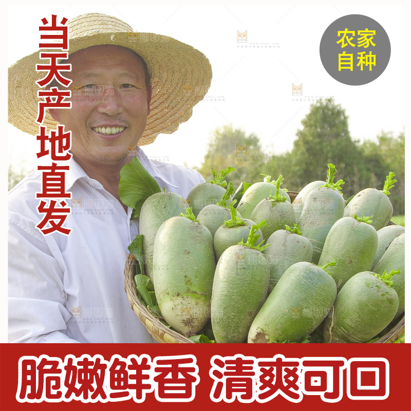 地里的沙窝萝卜