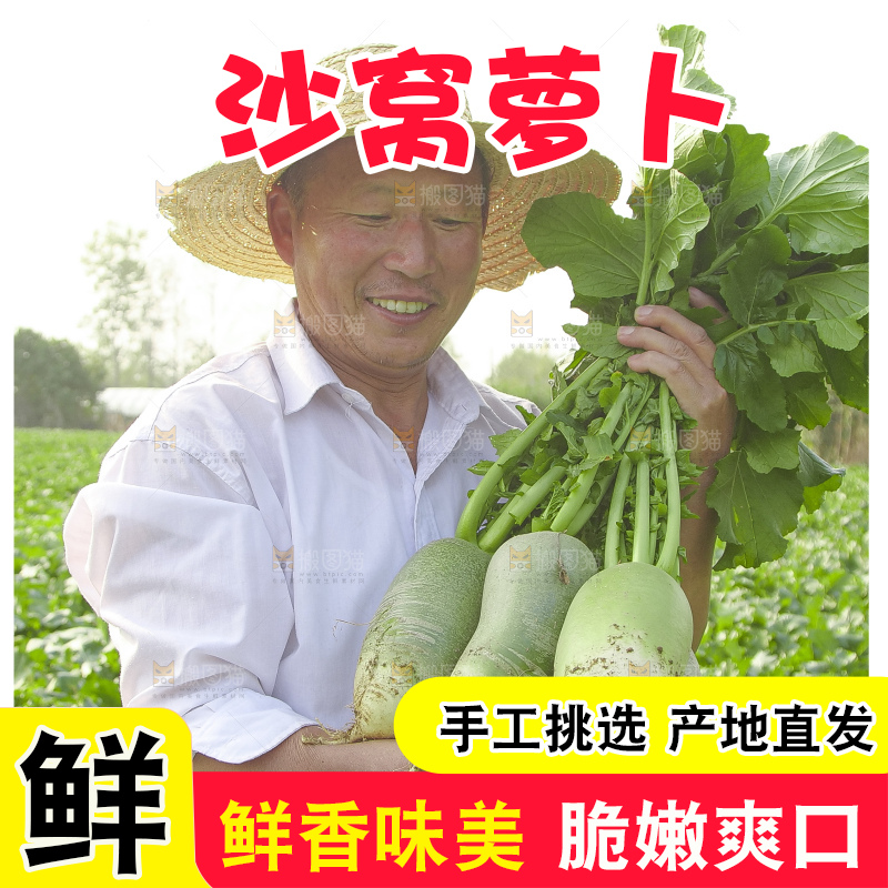 地里的沙窝萝卜