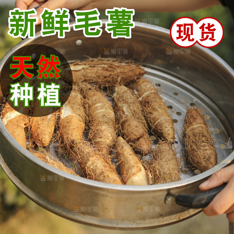 手里拿着新鲜毛薯