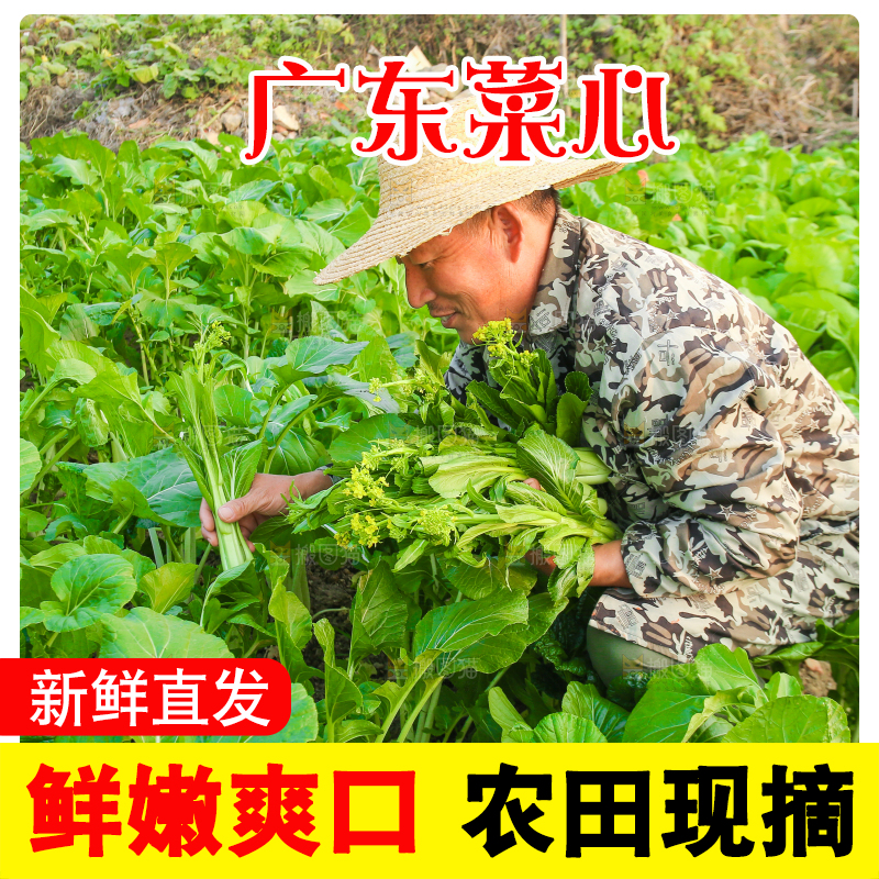 手里拿着广东菜心