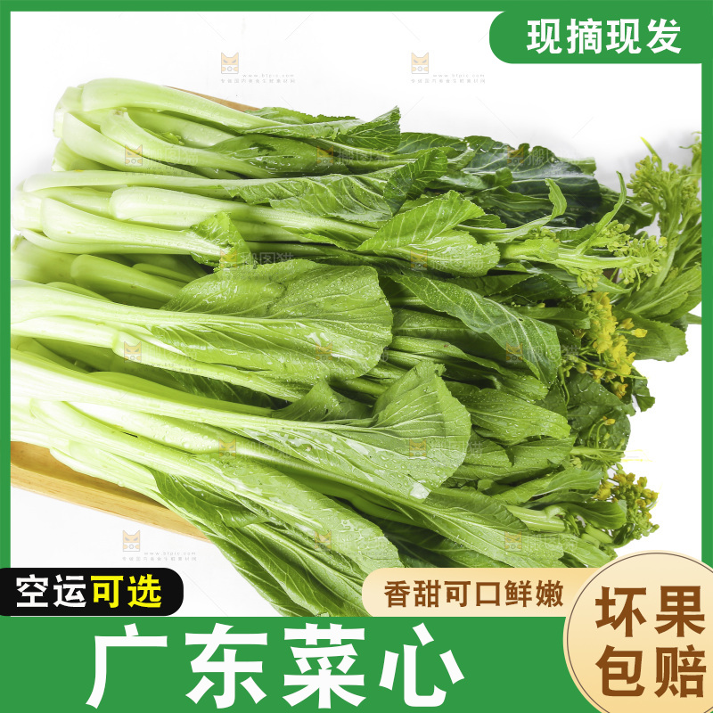 白底上的广东菜心
