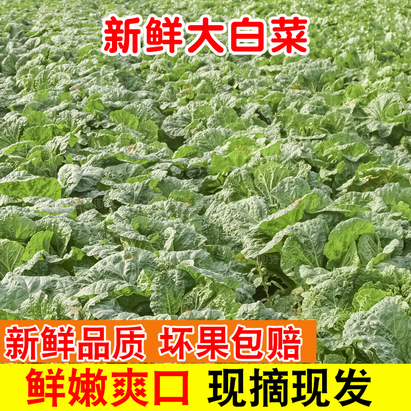 地里的大白菜