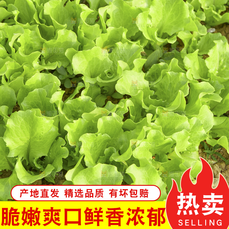 地里的沙窝萝卜