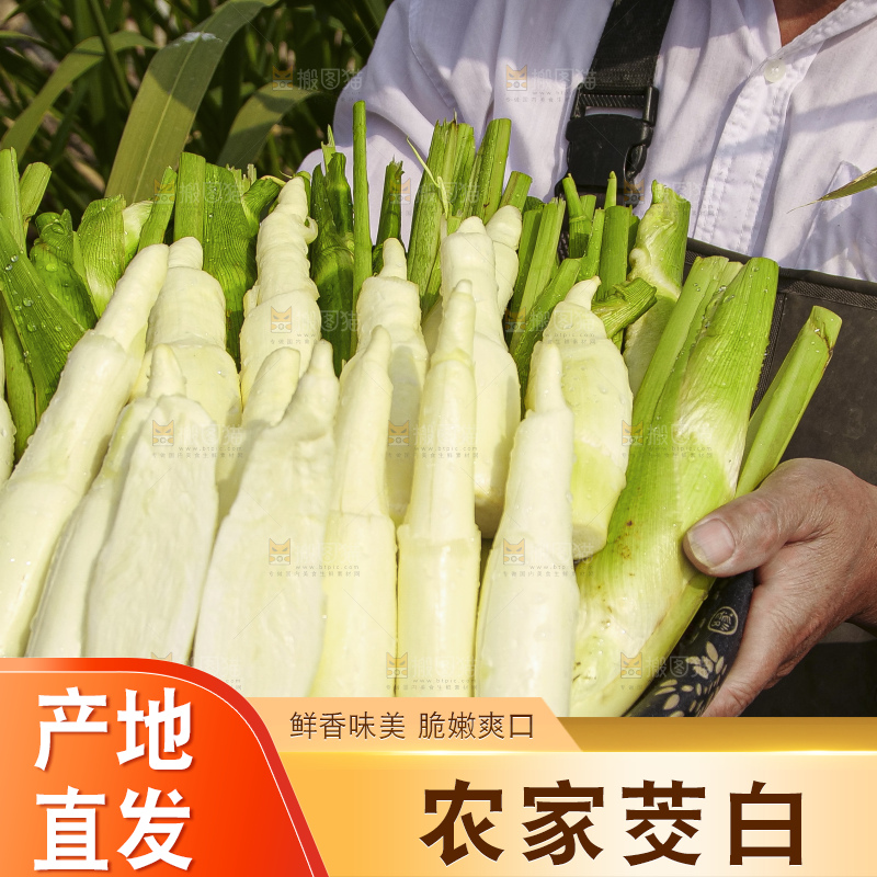 手里拿着新鲜茭白