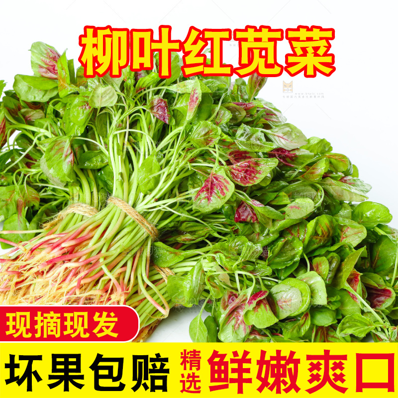 白底上的农家苋菜