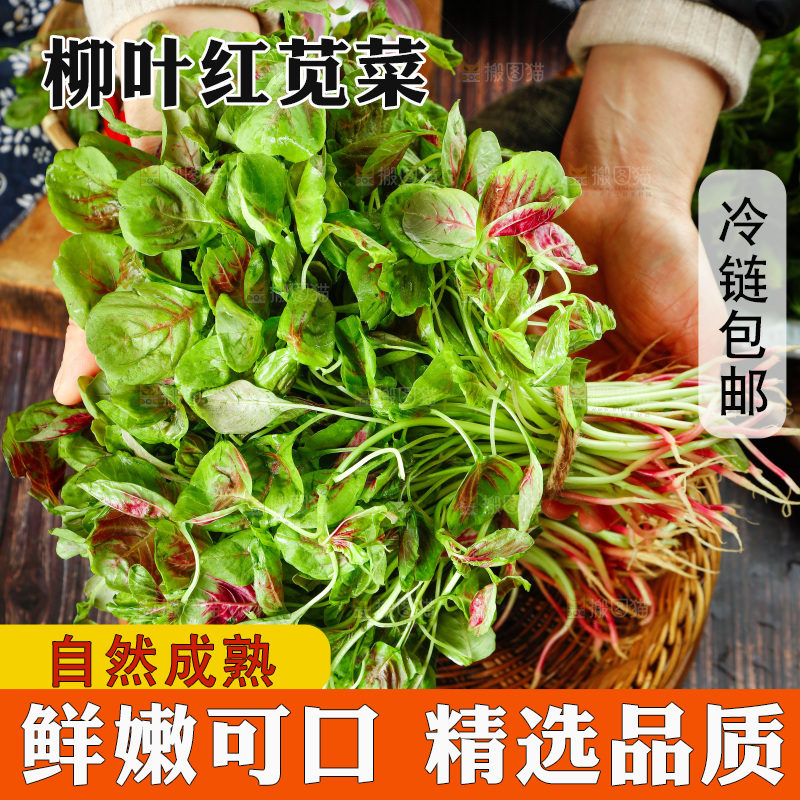 深底上的新鲜苋菜