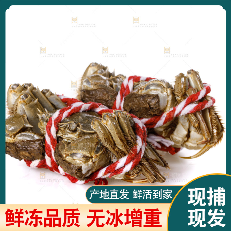 白底上的大闸蟹
