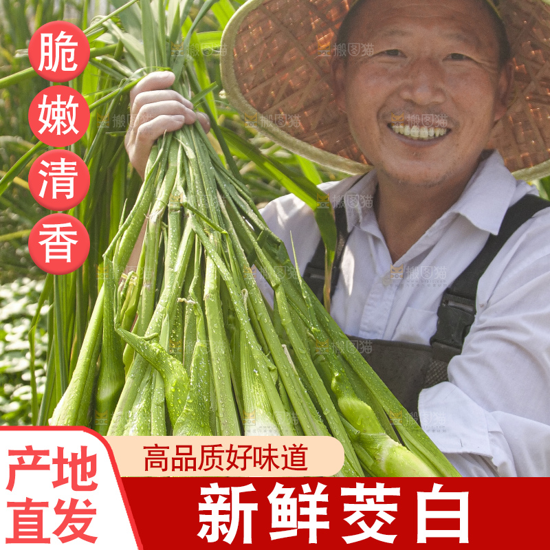 手里拿着新鲜茭白