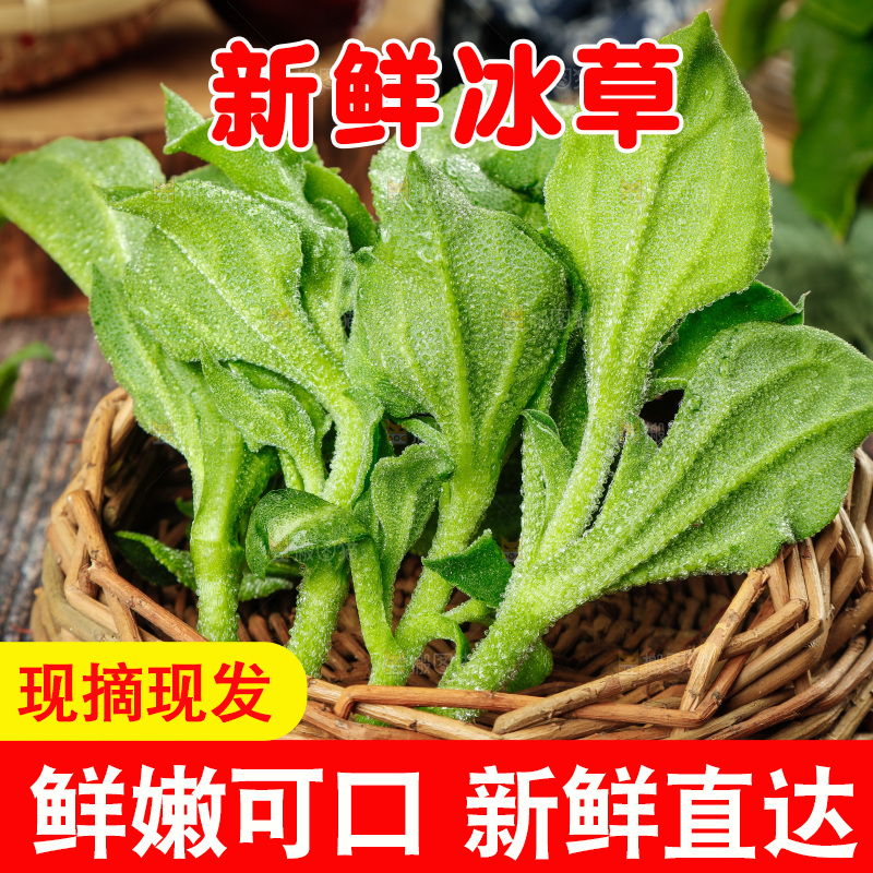 深底上的冰草