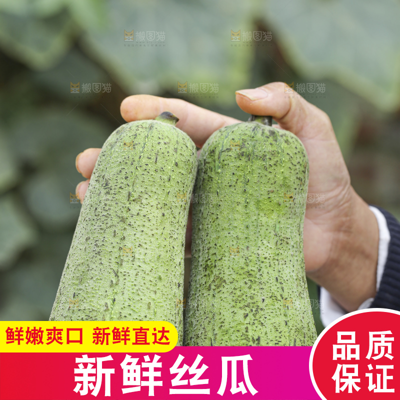 丝瓜藤上的丝瓜