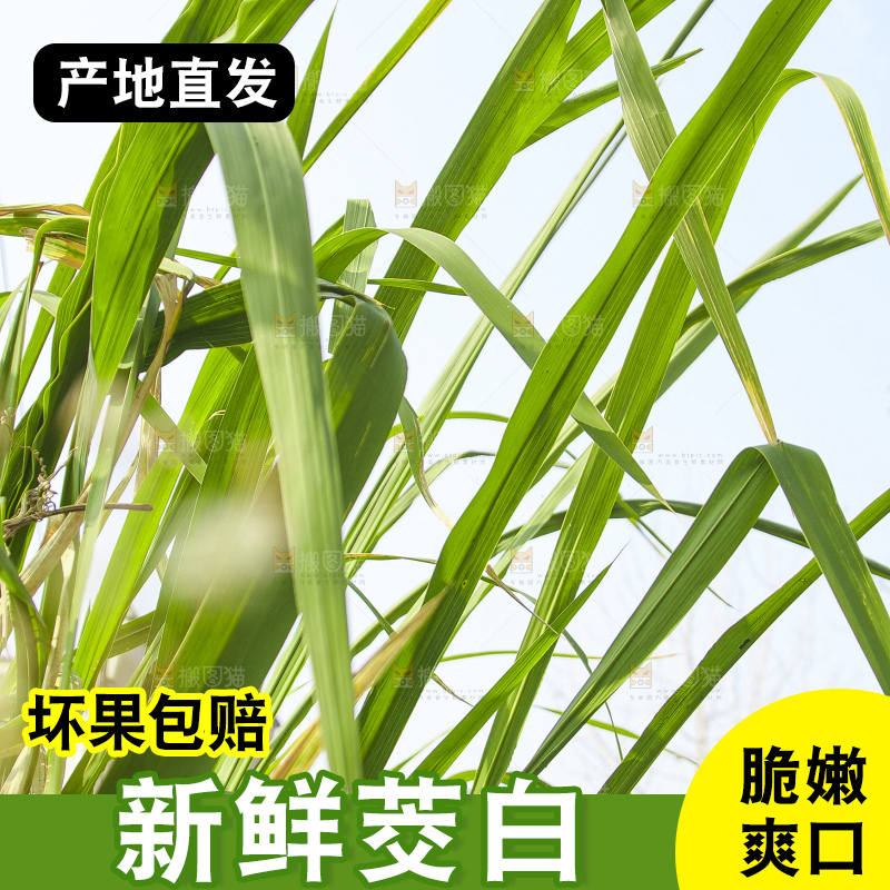 手里拿着新鲜茭白