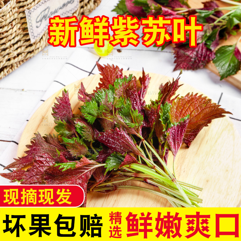 浅底上的紫苏叶