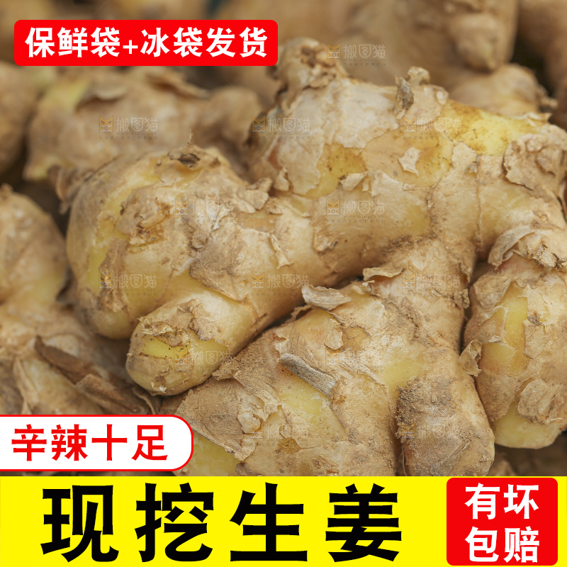 手里拿着新鲜生姜