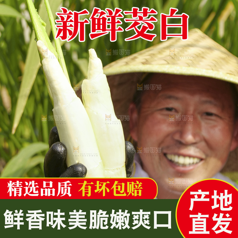 手里拿着新鲜茭白