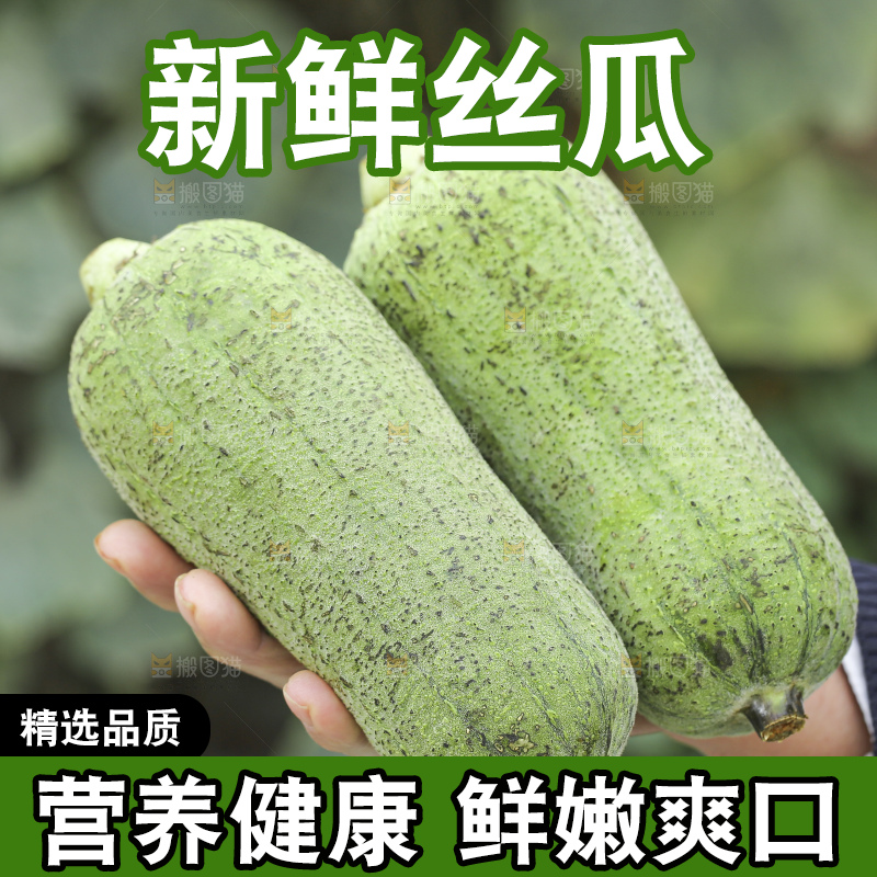 丝瓜藤上的丝瓜