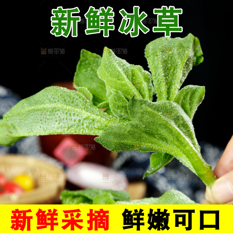 深底上的冰草