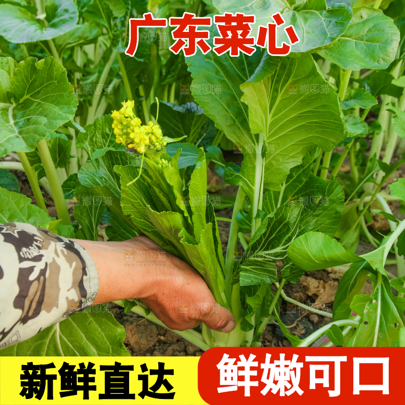 手里拿着广东菜心