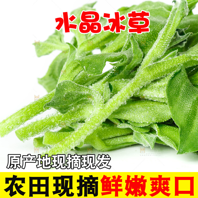 白底上的冰草