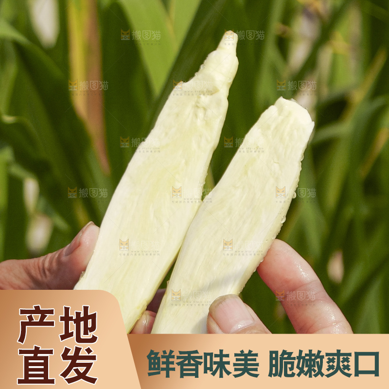 手里拿着新鲜茭白