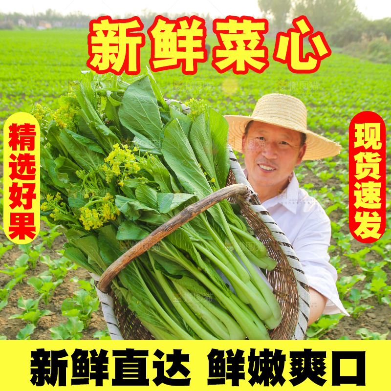 手里拿着广东菜心