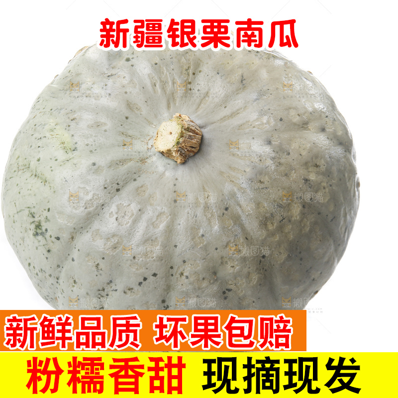 白底上的银栗南瓜