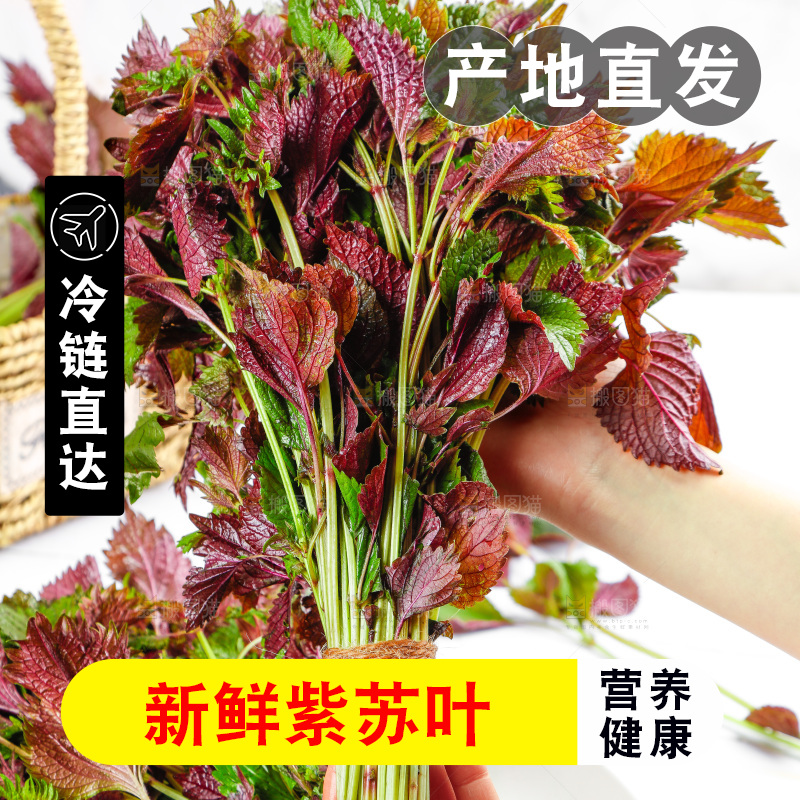 浅底上的紫苏叶