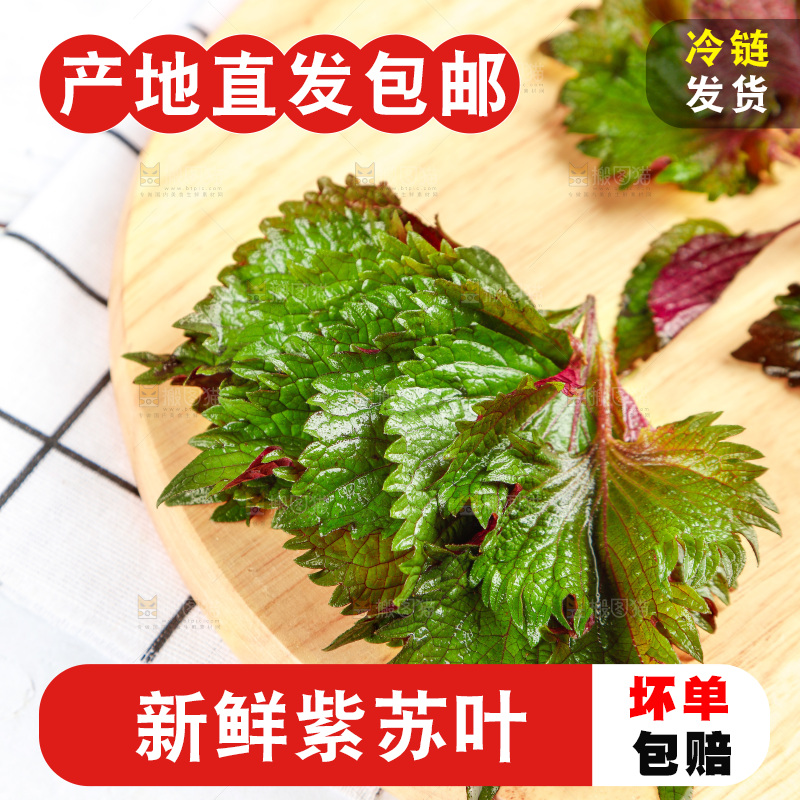浅底上的紫苏叶