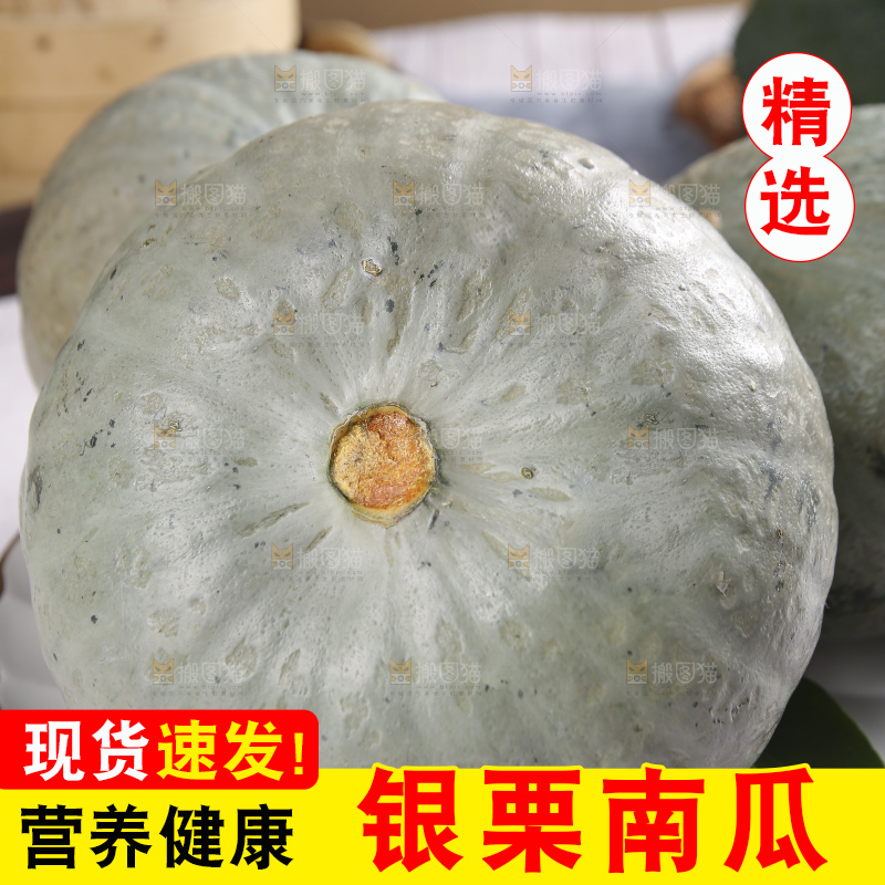 浅底上的银栗南瓜