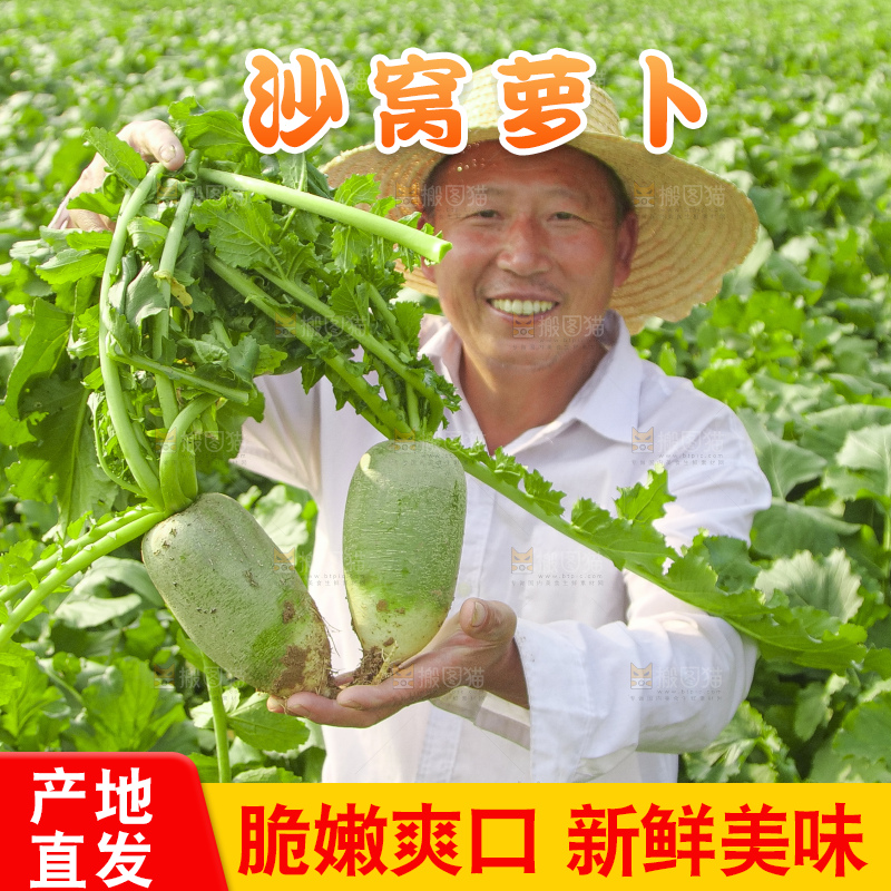 地里的沙窝萝卜