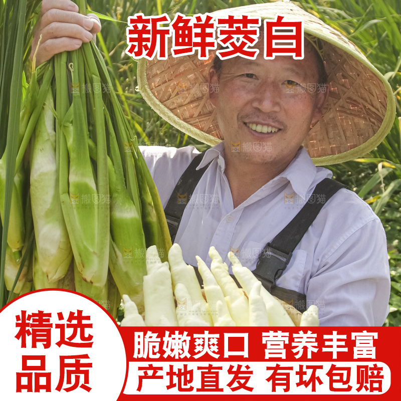 手里拿着新鲜茭白