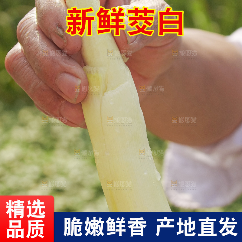 手里拿着新鲜茭白