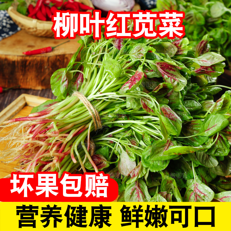 深底上的新鲜苋菜