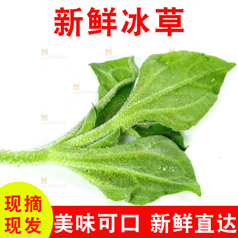 白底上的冰草