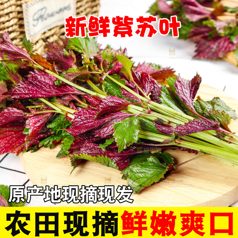 浅底上的紫苏叶