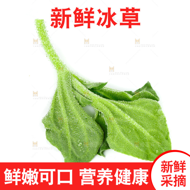 白底上的冰草