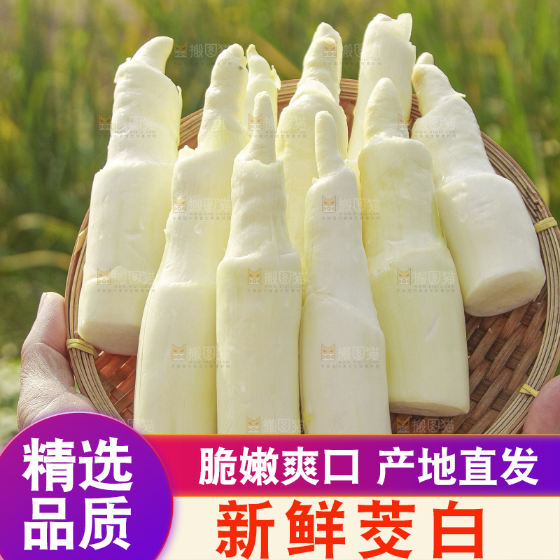 手里拿着新鲜茭白