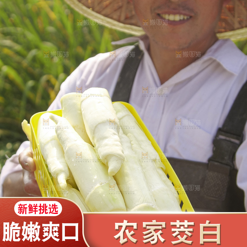 手里拿着新鲜茭白