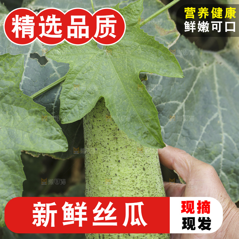 丝瓜藤上的丝瓜