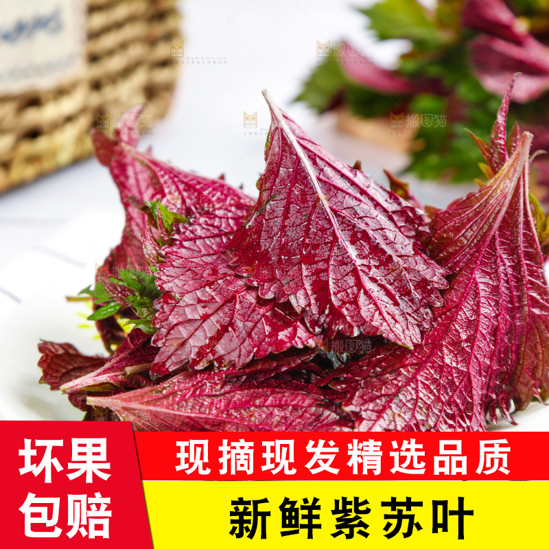 浅底上的紫苏叶