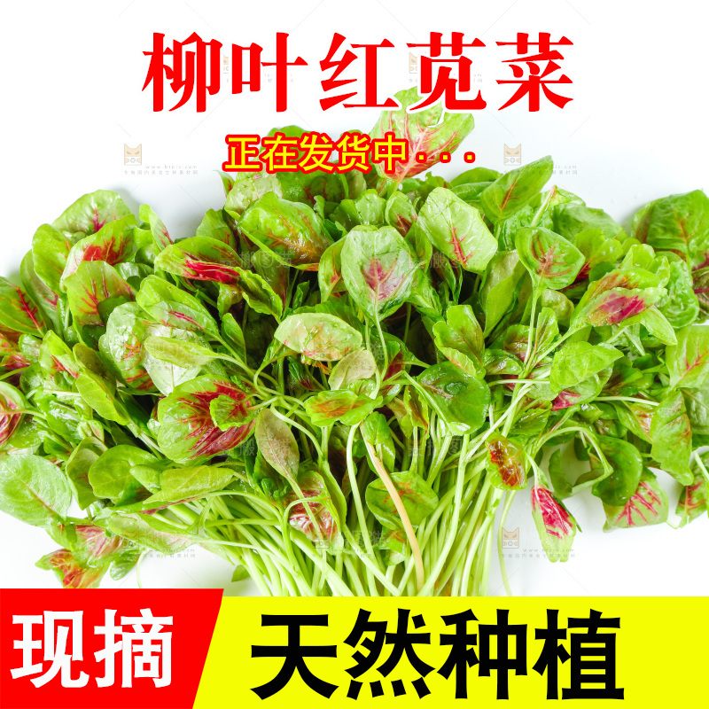 白底上的农家苋菜
