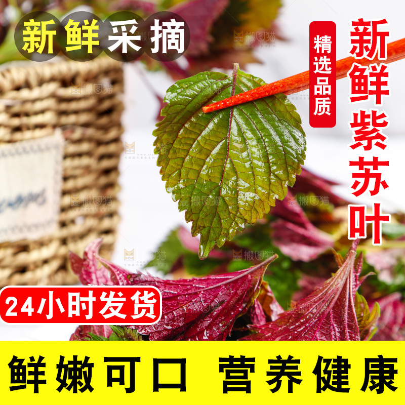 浅底上的紫苏叶