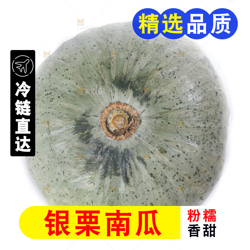 白底上的银栗南瓜