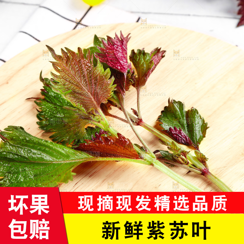 浅底上的紫苏叶