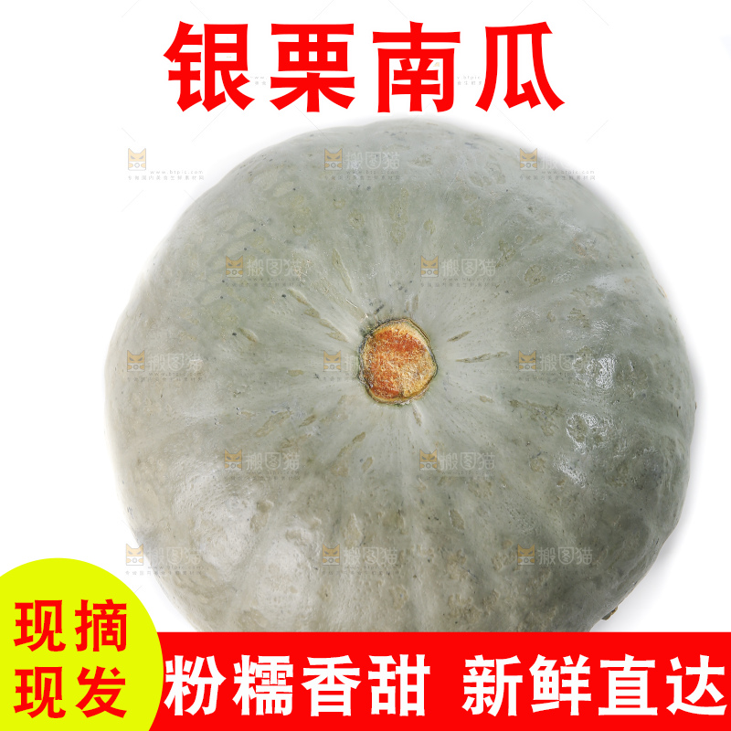 白底上的银栗南瓜