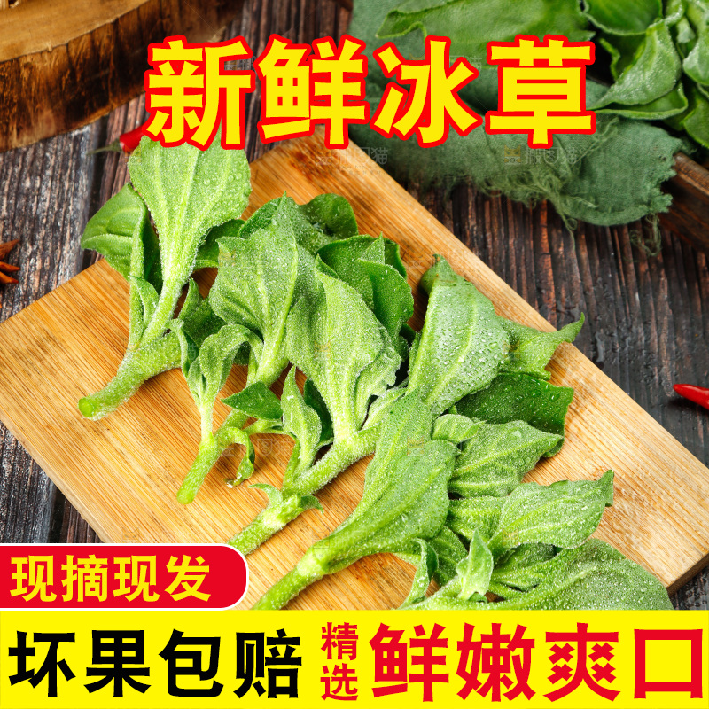 深底上的冰草