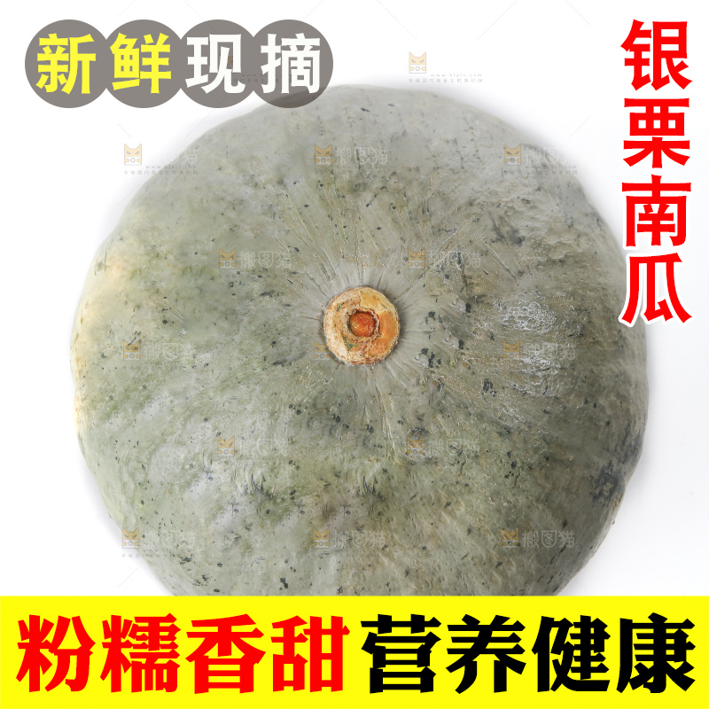 白底上的银栗南瓜