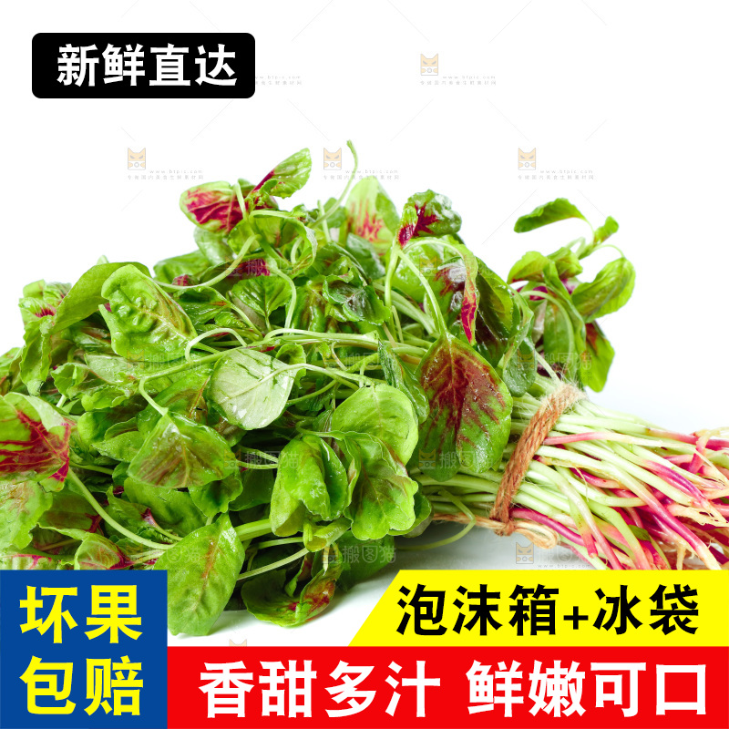 白底上的农家苋菜