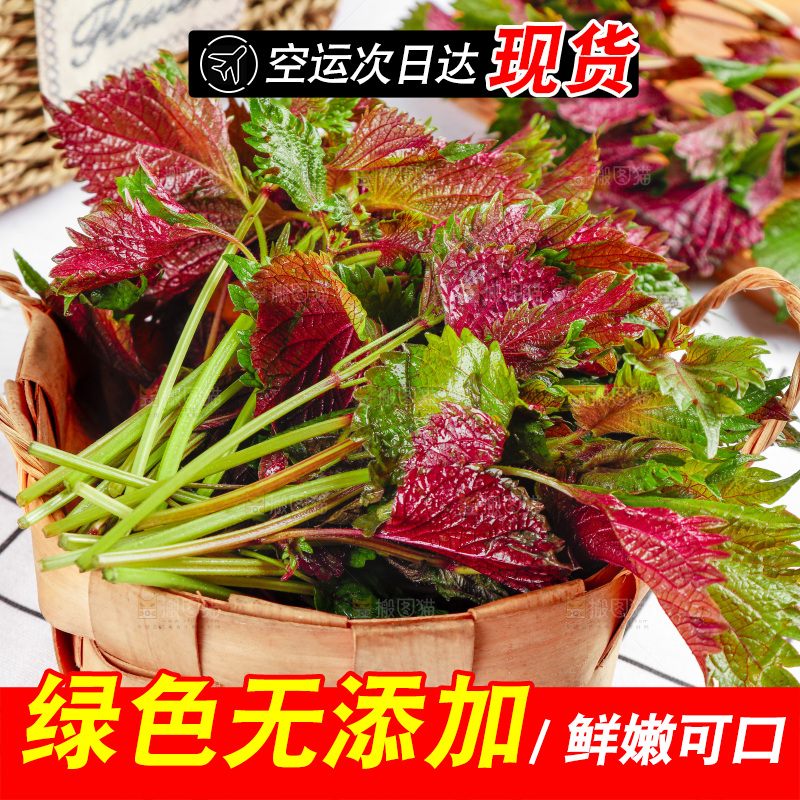 浅底上的紫苏叶