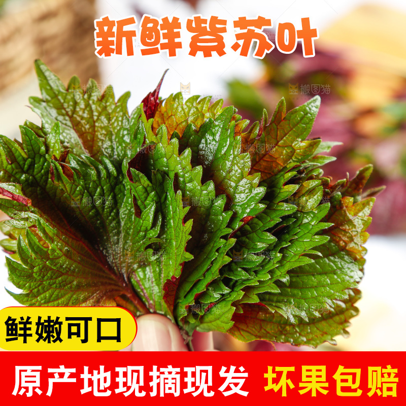 浅底上的紫苏叶