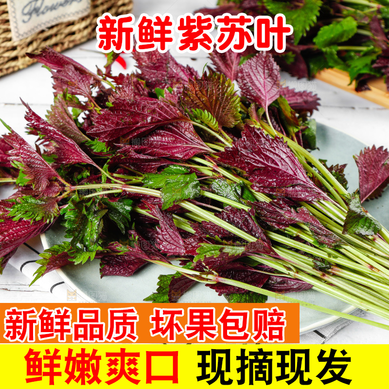浅底上的紫苏叶